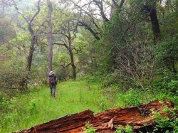 Image for Hike to China Hole in Henry Coe Park in the South Bay, 3/15