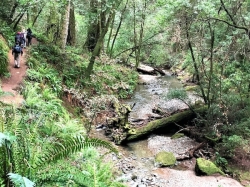 Image for Waterfall Hike on the Cataract Trail at Mt Tamalpais in Marin, 3/29