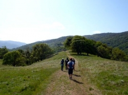 Image for Hike to Murietta Falls in the Ohlone Regional Wilderness, 4/26