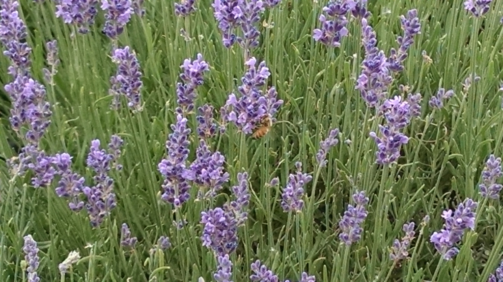 Colorado Lavender Trail: Front Range