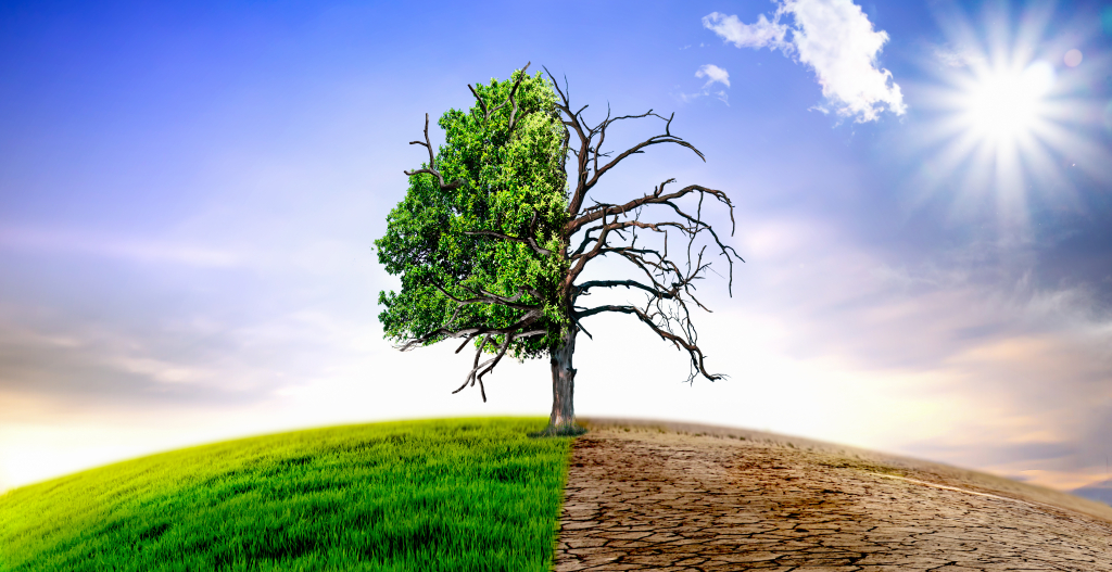 Image for Farm Business Resilience Planning - Focus on Finance Regional Workshop - Stanthorpe