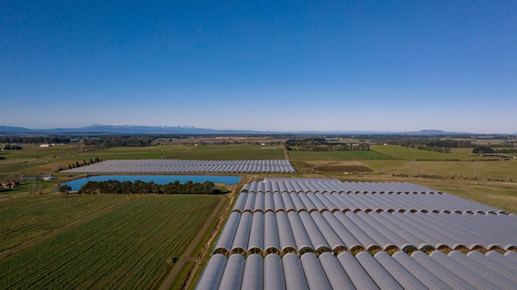 TAS PreSeason Berry Growers Field Day Berries Australia