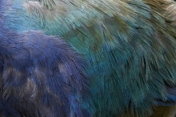 Image for NZ Bird Conference 2024