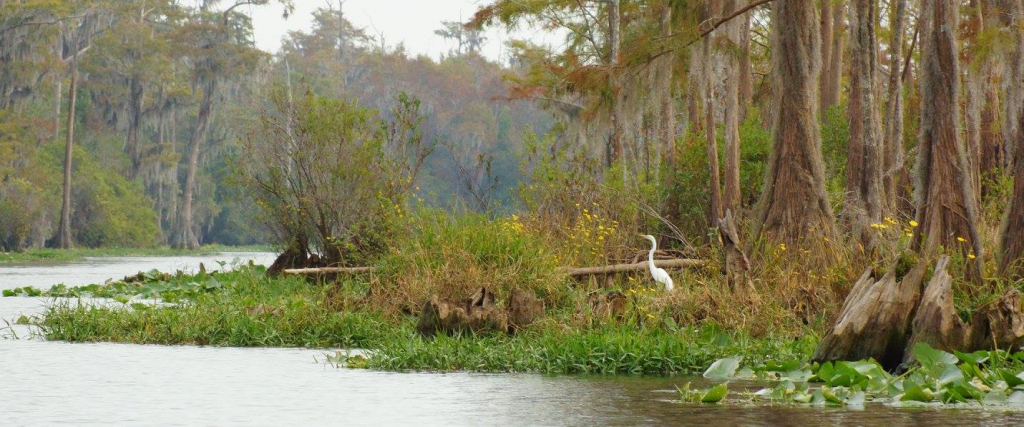 Image for Okefenokee Swamp camping fee