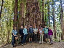 Image for Hike Fall Creek Redwoods Loop in Henry Cowell Park near Santa Cruz, 6/7