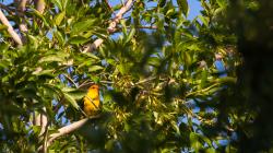 Image for Aravaipa Canyon with Kathe Anderson